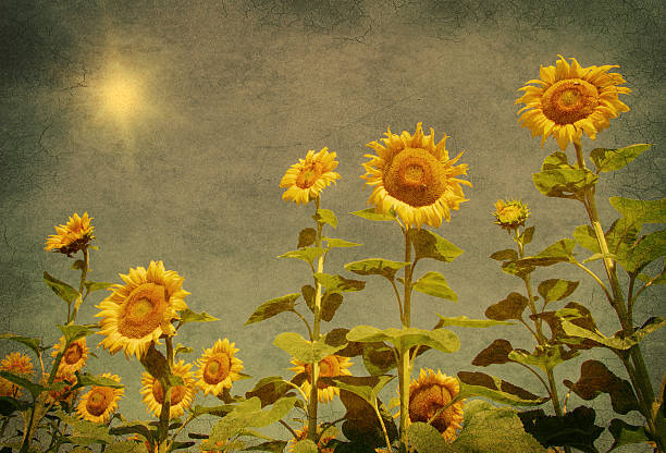 Vintage sunflower field