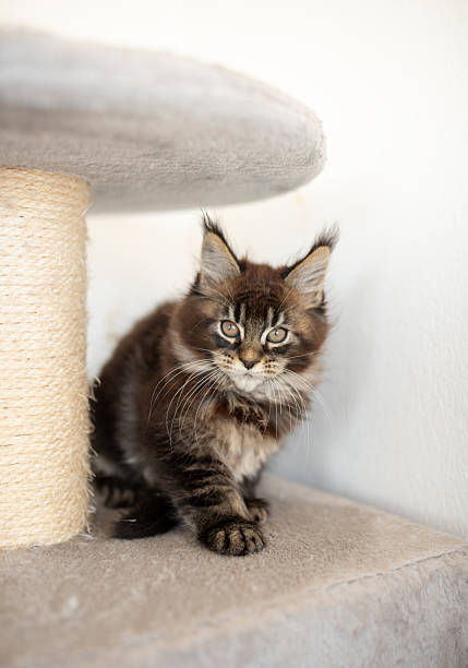 istock Fluffy kitten with striking features sitting on a cat tree. The playful feline exhibits a curious and calm demeanor, providing a charming pet portrait in a cozy setting. 2245097683