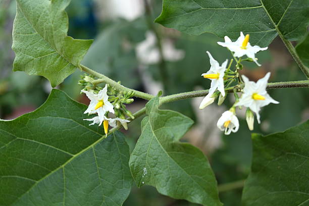Close up white flowers with yellow pistil of Solanum torvum blooming on bunch and leaves in Thailand. Common name Pea eggplant, Turkey berry, Devil's fig or Susumber.
