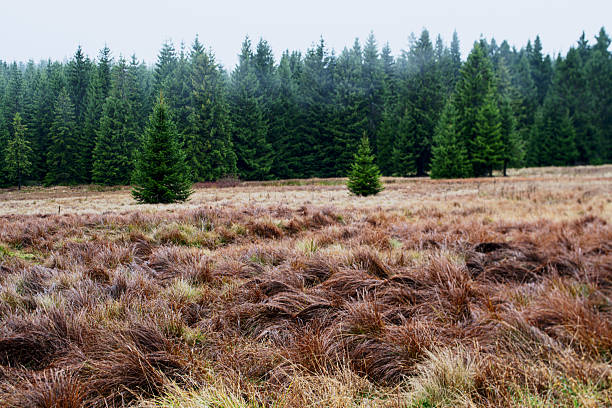 Moor with autumn-colored grass in the Thuringian Forest, Nature Reserve