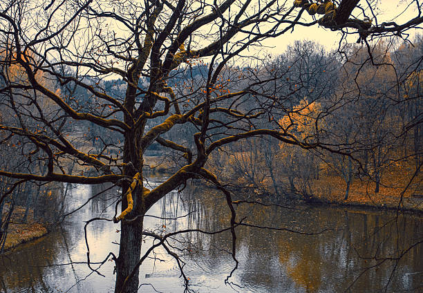 Creepy big tree. Dark spooky tree branches against the backdrop of an autumn park and a lake.