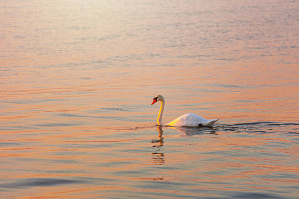 The image captures a solitary, pristine white swan swimming rightward on a calm body of water, with its reflection visible below and its neck gracefully arched, all bathed in the warm, soft glow of a sunrise or sunset which colors the water surface in horizontal streaks of pale orange, pink, and gold. This serene and elegant image is highly suitable for themes of peace, tranquility, elegance, purity, and solitude, making it perfect for wellness publications, nature documentaries, wedding designs, or luxury brand advertising.