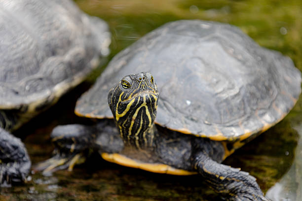 istock Close-Up of Turtles Resting on Platform 2245102136