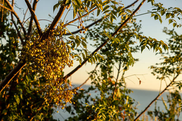 close up of neem tree