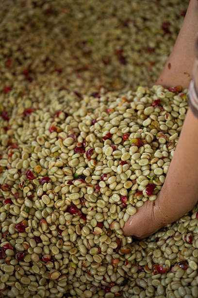 istock Close up smart farmer techniques hand coffee bean machinery roast apparatus dry sunlight tool sunbeam sunray sunshine fresh garden produce agriculture promotes farmer concept farm blur background 2245104850
