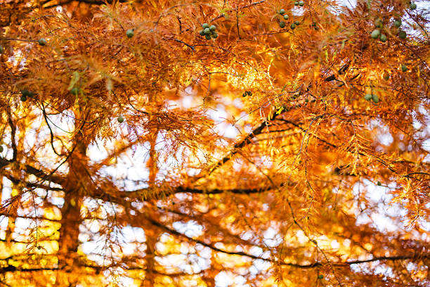 A stunning close-up of golden autumn leaves on a tree, showcasing the vibrant beauty of fall. The sunlight filtering through the branches adds a warm glow, creating a serene and natural ambiance. Perfect representation of the seasonal transition.