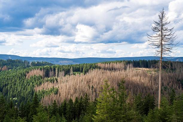 istock A scenic view of a dense forest with a lone tall tree under a cloudy sky. 2245107314