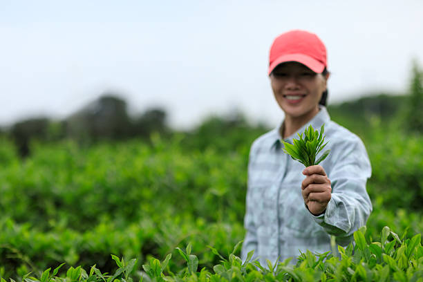 Tea farmer picking green tea bud in spring tea farm