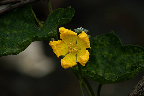 Cucumbers is very popular vegetable in summer. Cucumber flower is beautiful. When people saw the flowers of cucumbers, they knew delicious fruit coming on the way.