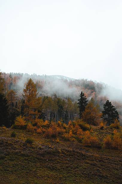 Foggy autumn forest landscape with colorful foliage on a hillside under a cloudy sky.