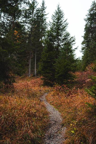 A serene forest trail surrounded by lush evergreen trees and autumn foliage, capturing the essence of a peaceful nature walk.