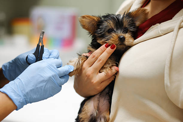 istock Dog Getting Her Nails Trimmed At Veterinary Clinic 2245109446