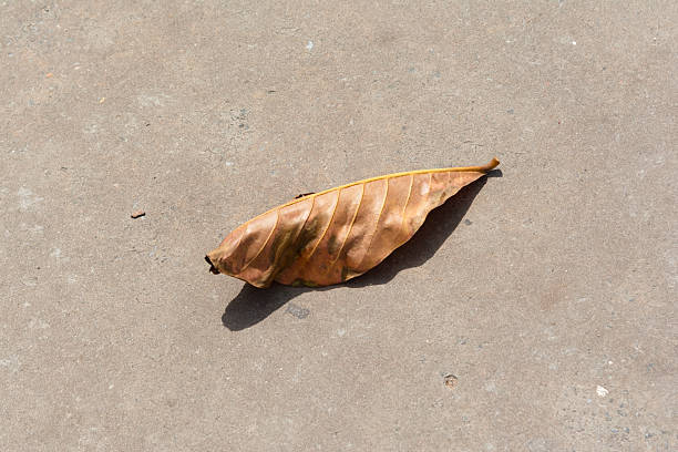 istock Dry Leaves Fallen on Concrete Floor with a Play of Light and Shadow 2245109716