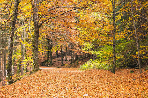 istock Scenic Autumn Forest Path with Golden Foliage 2245110003