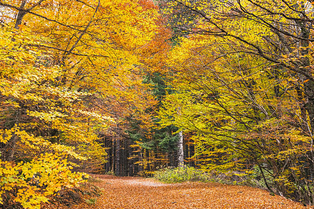 Beautiful fall forest trail covered with orange and yellow leaves. Vibrant seasonal woodland scene perfect for nature tourism and outdoor recreation.