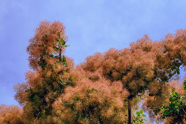 Smoketree or wig tree (Cotinus coggygria) with delicate pink plumes, creating a smoke-like effect in the summer garden. Ornamental nature background.