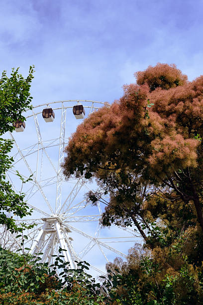 istock Ferris wheel surrounded smoketree or wig tree (Cotinus coggygria) 2245110270