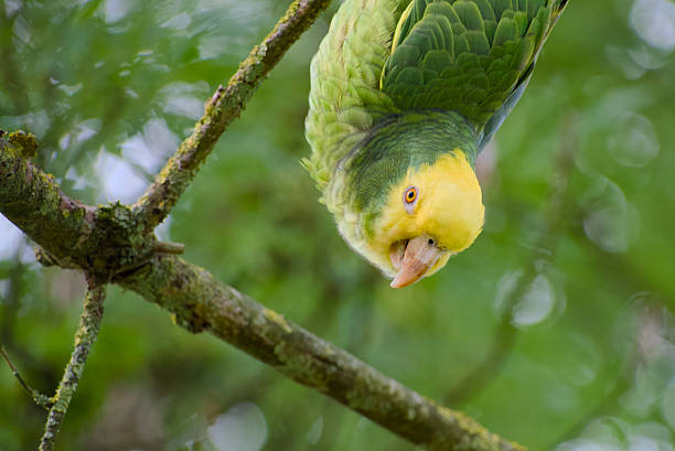 a Parrot rests in a tree in central America