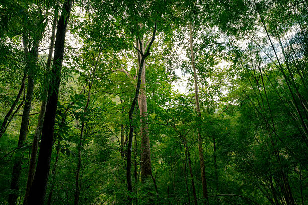 Dense green forest representing biodiversity and natural carbon capture. Sustainable forest management and environmental protection for a cleaner planet and climate balance. Environment day background