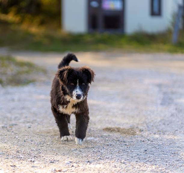 A cute black and white puppy walking on a gravel path with a blurred background.