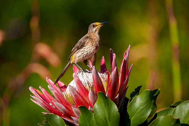 A Cape sugarbird (Promerops cafer) feeding on a King protea (Protea cynaroides). Note the pollen on its forehead. Kirstenbosch National Botanical Garden, Cape Town. Western Cape. South Africa.