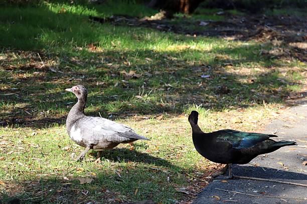 istock Muscovy ducks in a park 2245112251