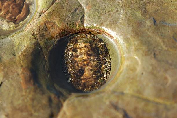 Close-up of the marine mollusk Acanthopleura granulata, showing its segmented shell attached to a rock in a shallow tidal pool.