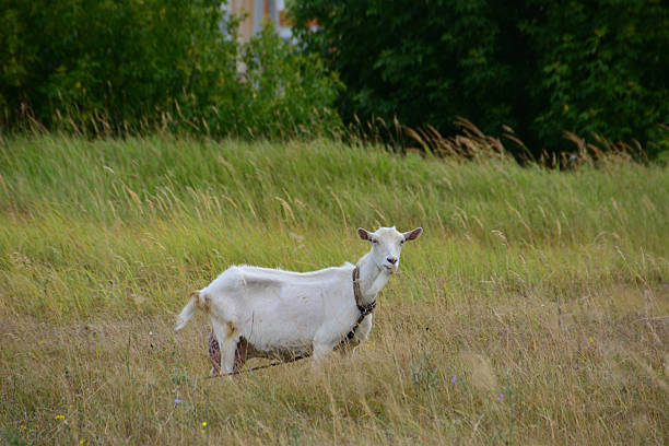The child holds a yellow flower in his hand and gives it to a goat grazing in the meadow.