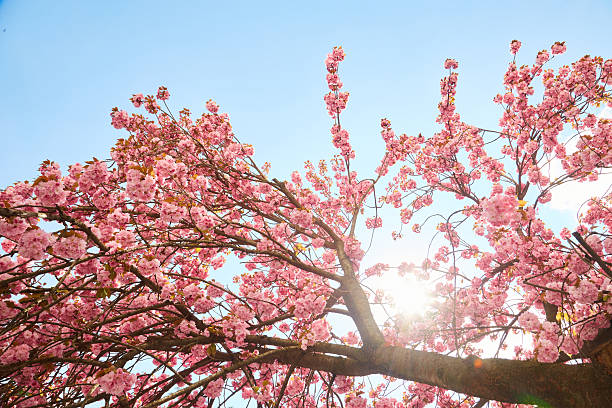 istock cherry blossom sakura in spring time over blue sky. 2245114719