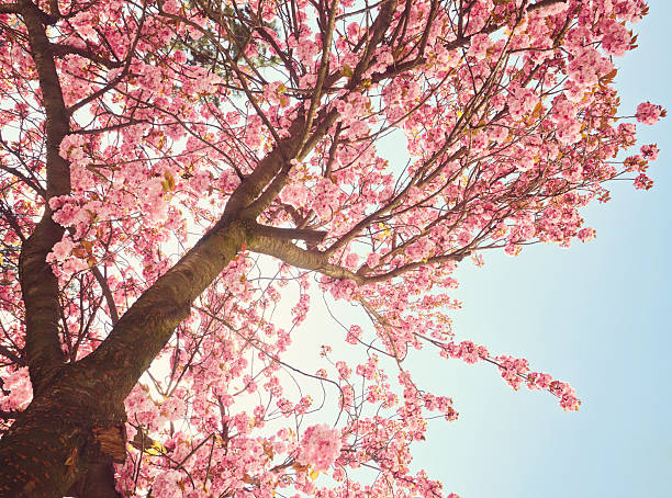 Cherry Blossom in spring with Soft focus, Sakura season in korea,Background.