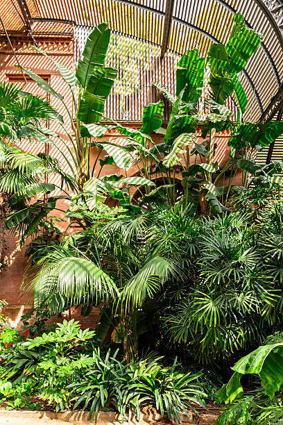istock Tropical plants with shadow patterns in botanical greenhouse 2245115263