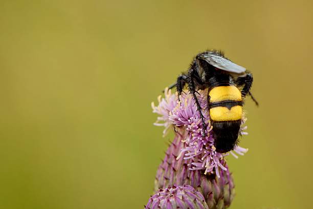 istock Scolia hirta wasp on late summer blossom of thistle flower feeding 2245115433