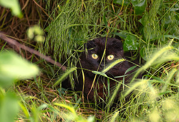 a black cat hid among the thick green grass