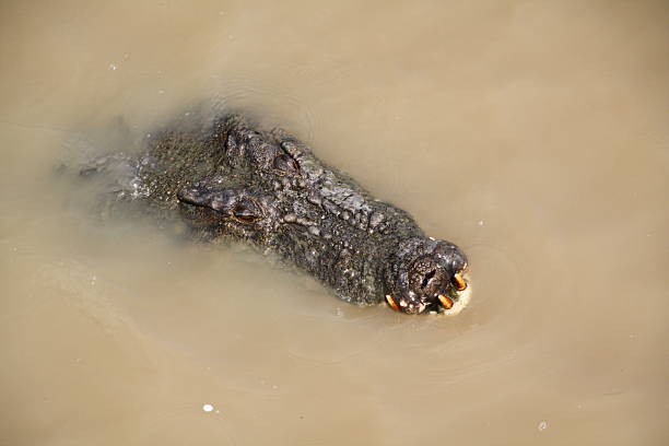 The eyes of a Siamese freshwater crocodile swimming in the Kinabatangan River, Sabah, Borneo, Malaysia.