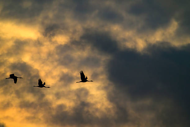 Common Cranes or Eurasian Cranes (Grus Grus) flying in the air near Diepholz in Germany during the autumn migration. Each autumn, thousands of cranes gather around Diepholz, Germany, during their migration from northern Europe to southern wintering grounds. They rest and feed in the region’s wetlands and fields, creating a spectacular natural display. Their calls echo across the landscape as they prepare for the long journey south.