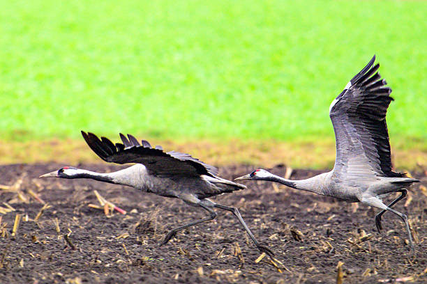 Common Cranes or Eurasian Cranes (Grus Grus) feeding and resting in a field near Diepholz in Germany during the autumn migration. Each autumn, thousands of cranes gather around Diepholz, Germany, during their migration from northern Europe to southern wintering grounds. They rest and feed in the region’s wetlands and fields, creating a spectacular natural display. Their calls echo across the landscape as they prepare for the long journey south.