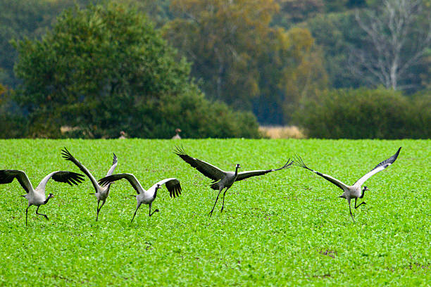 Common Cranes or Eurasian Cranes (Grus Grus) feeding and resting in a field near Diepholz in Germany during the autumn migration. Each autumn, thousands of cranes gather around Diepholz, Germany, during their migration from northern Europe to southern wintering grounds. They rest and feed in the region’s wetlands and fields, creating a spectacular natural display. Their calls echo across the landscape as they prepare for the long journey south.