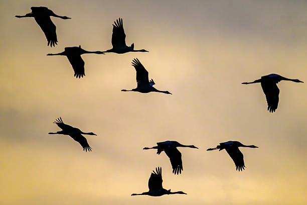 istock Crane birds flying in the air during autumn migration 2245116222