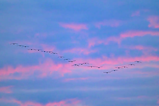 Common Cranes or Eurasian Cranes (Grus Grus) flying in the air near Diepholz in Germany during the autumn migration. Each autumn, thousands of cranes gather around Diepholz, Germany, during their migration from northern Europe to southern wintering grounds. They rest and feed in the region’s wetlands and fields, creating a spectacular natural display. Their calls echo across the landscape as they prepare for the long journey south.