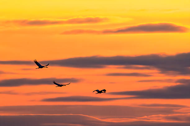 istock Crane birds flying in a sunset during autumn migration 2245116361
