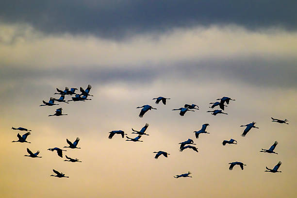 Common Cranes or Eurasian Cranes (Grus Grus) flying in the air near Diepholz in Germany during the autumn migration. Each autumn, thousands of cranes gather around Diepholz, Germany, during their migration from northern Europe to southern wintering grounds. They rest and feed in the region’s wetlands and fields, creating a spectacular natural display. Their calls echo across the landscape as they prepare for the long journey south.