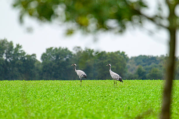Common Cranes or Eurasian Cranes (Grus Grus) feeding and resting in a field near Diepholz in Germany during the autumn migration. Each autumn, thousands of cranes gather around Diepholz, Germany, during their migration from northern Europe to southern wintering grounds. They rest and feed in the region’s wetlands and fields, creating a spectacular natural display. Their calls echo across the landscape as they prepare for the long journey south.