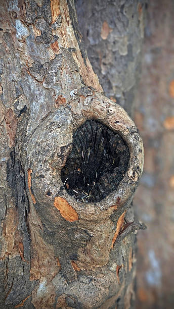 Gray wolf (Canis lupus) emerging from den in forest