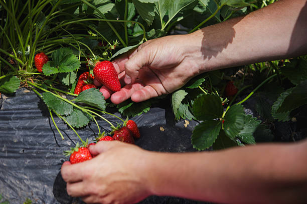 istock Picking ripe strawberries on a sunny day 2245118073