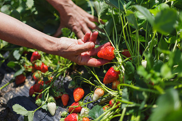 istock Picking strawberries on a sunny day 2245118110