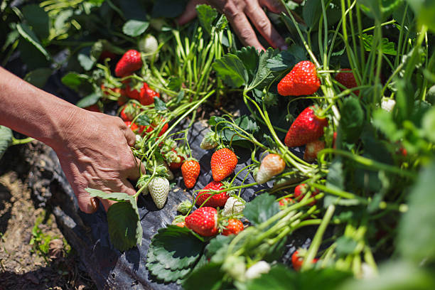 istock Harvesting red strawberries on a sunny day 2245118114