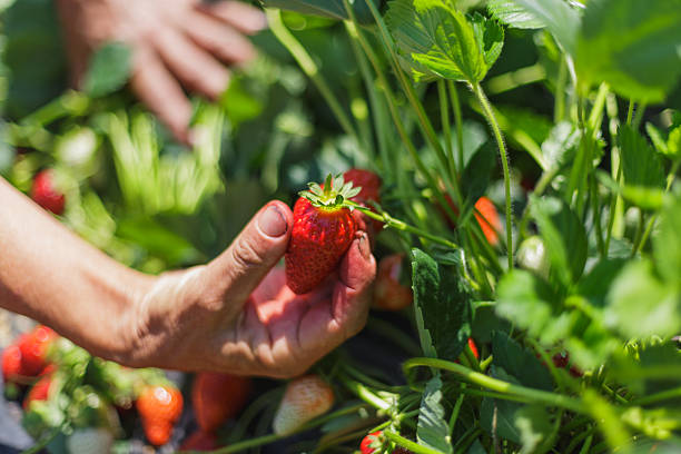 istock Picking red strawberries on a sunny day 2245118118