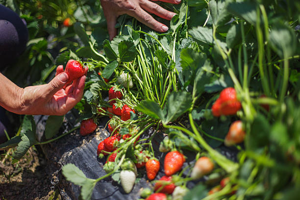 Harvesting season on organic farm, hands carefully picking red ripe strawberries from stems