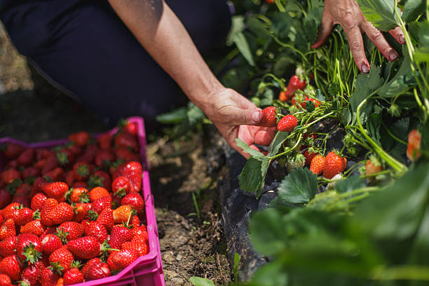 istock Picking strawberries on a sunny day 2245118160