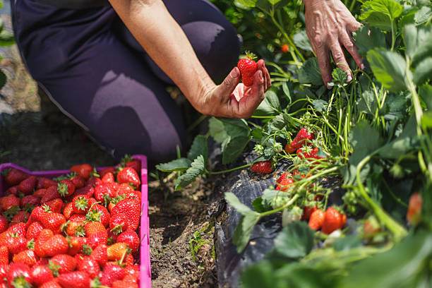 istock Picking red strawberries on a sunny day 2245118163